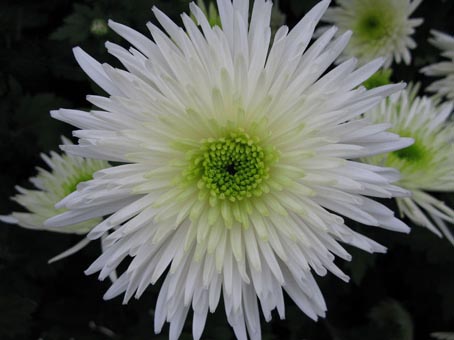 Huai Chrysanthemum