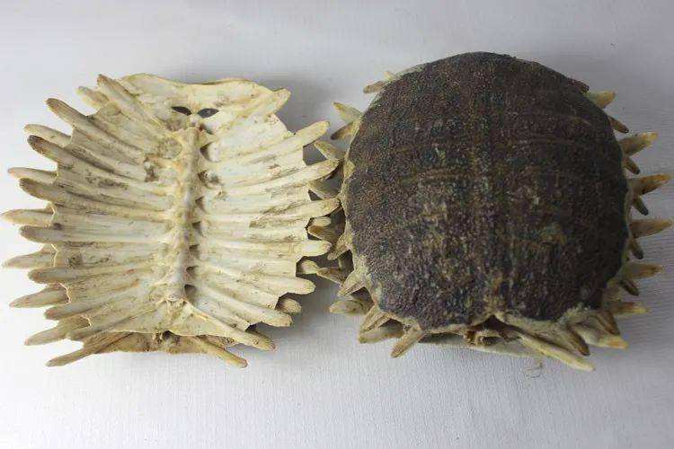 Turtle shell