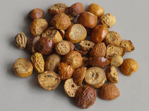 Neem seed