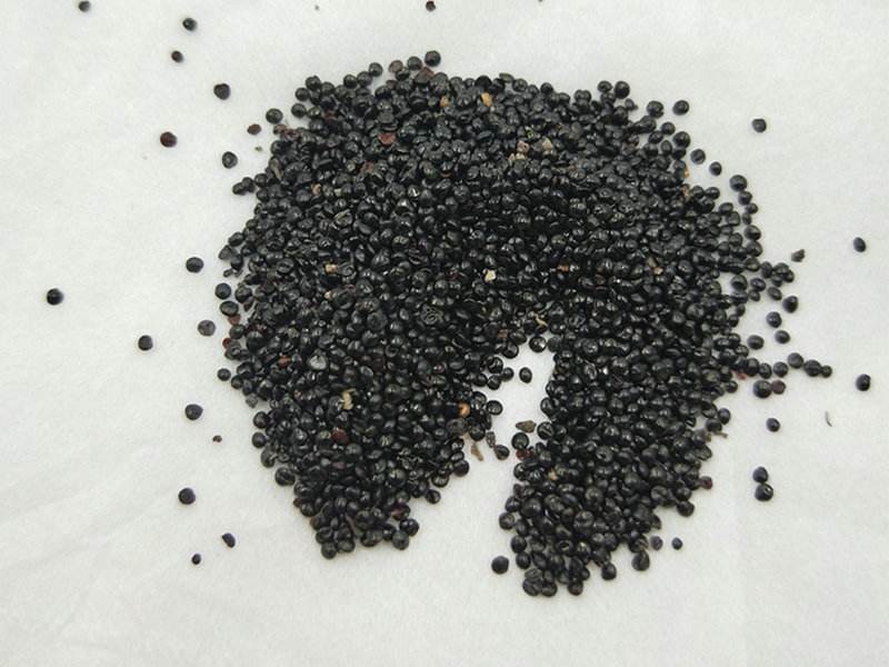 Celosia seed