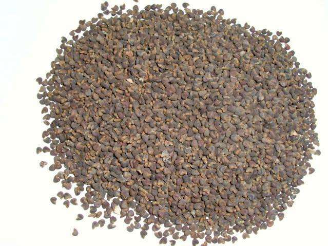 Hemp seed